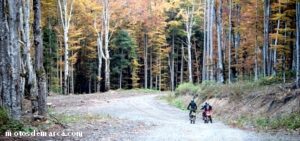dirt bikes en el bosque